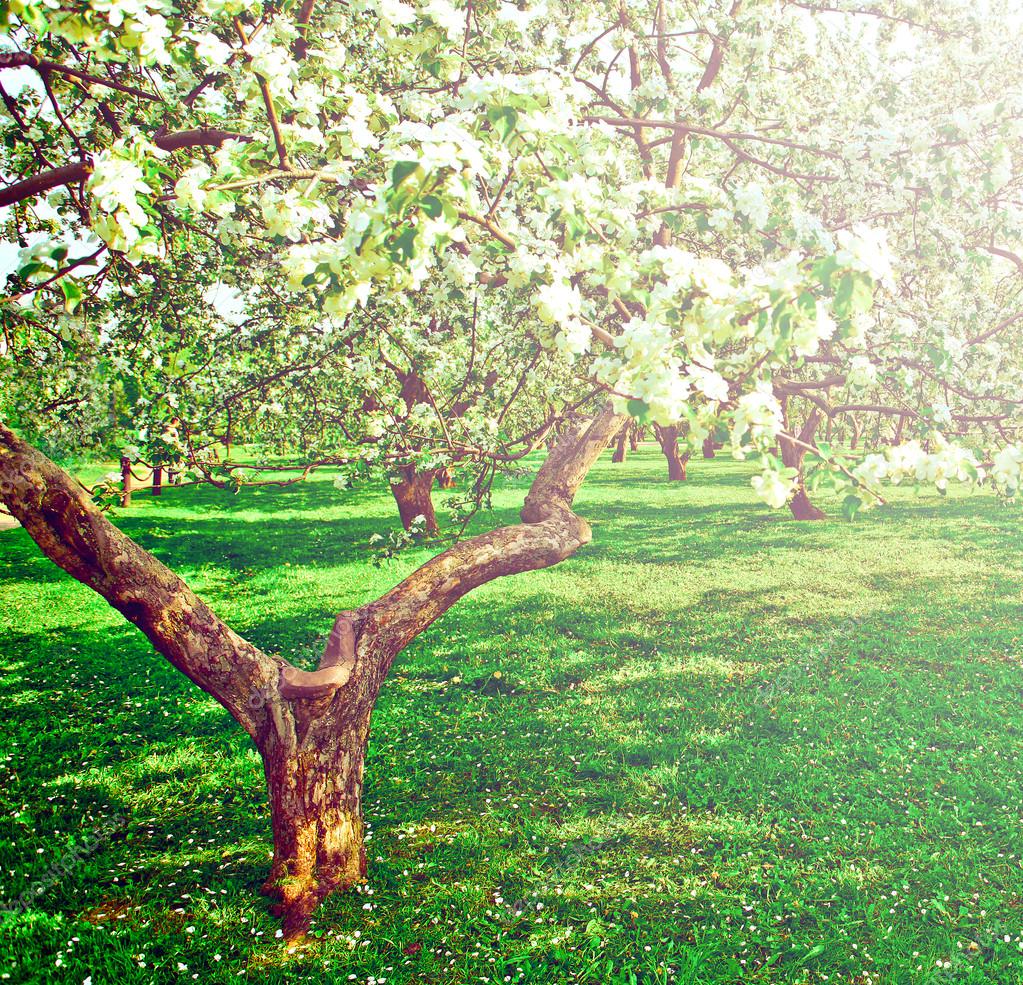 bella fioritura del decorativi bianchi apple e alberi da frutto sul cielo blu luminoso in parco primavera vivido colorato pieno di erba verde di luce