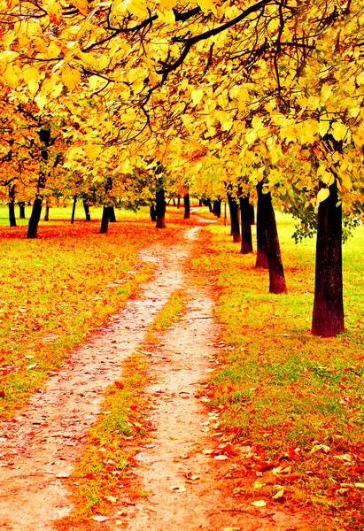 Belo parque de outono colorido em dia ensolarado, perspectiva vanishi — Fotografia de Stock