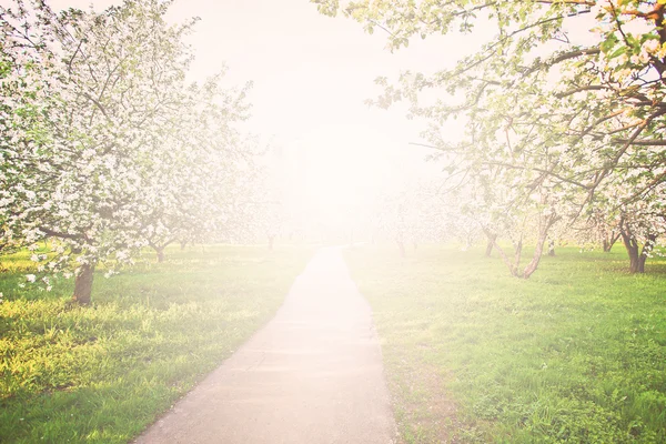 Szép virágzó dekoratív, fehér apple és gyümölcsfák színes élénk tavaszi park tele van zöld fű-ragyogó kék ég alatt a dawn korai fény a nap első sugarai, tündér a természet szívében — Stock Fotó