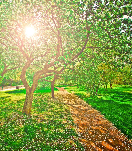 A dekoratív, fehér apple és a gyümölcsök szép virágzó fák ove — Stock Fotó