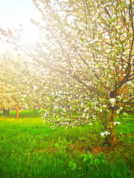 美丽怒放的装饰白色苹果和水果树在蔚蓝的天空中生动多彩春天公园充分的绿草的黎明初光与第一缕阳光，童话心的性质 — 图库照片