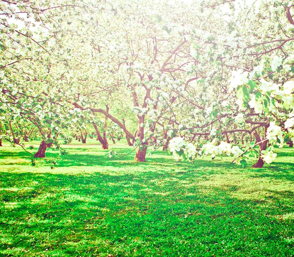 Schöne Blüte der dekorativen weißen Apfel- und Obstbäume über dem strahlend blauen Himmel in einem bunten, lebendigen Frühlingspark voller grünem Gras bei Sonnenaufgang frühes Licht mit den ersten Sonnenstrahlen, Feenherz der Natur — Stockfoto