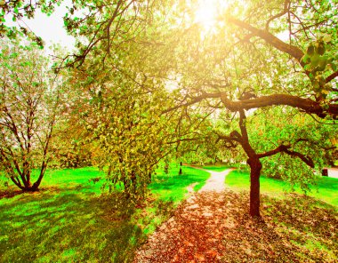 güzel Şafak sökerken mavi gökyüzünde parlak renkli canlı Bahar park yeşil çim tam üzerinde dekoratif beyaz elma ve meyve ağaçlarının Çiçeklenme erken ışık ile ilk güneş ışınları, doğanın kalbinde peri