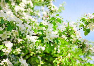 arka plan Variety parlak güzel elma dalı