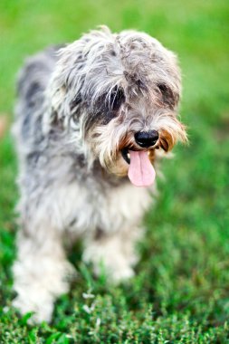 Funny active mini schnauzer in nature