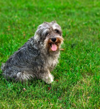 Funny active mini schnauzer in nature