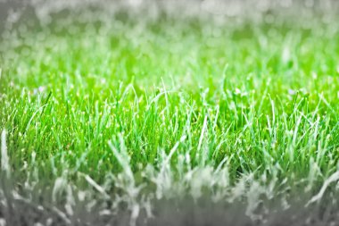 canlı bahar yeşil çimen