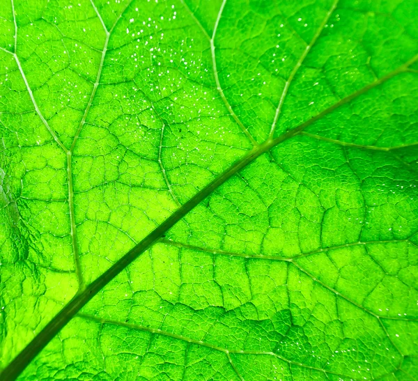 Close up green leaf texture — Stock Photo, Image