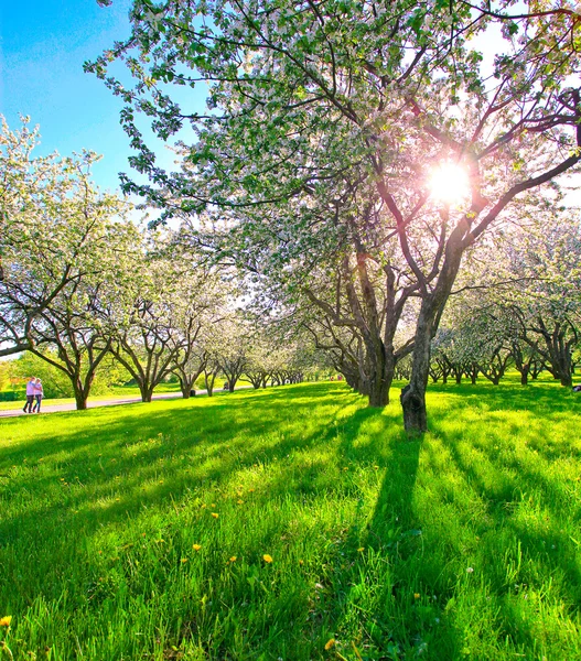 Hermosos manzanos en flor en el parque de primavera — Foto de Stock