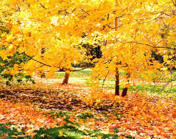 Beautiful colorful autumn park in sunny day — Stock Photo, Image