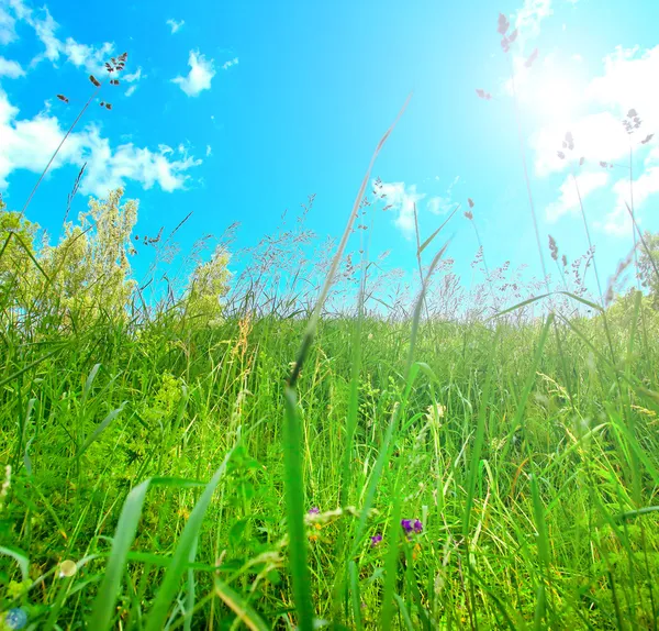 Sunny lea in summertime — Stock Photo, Image