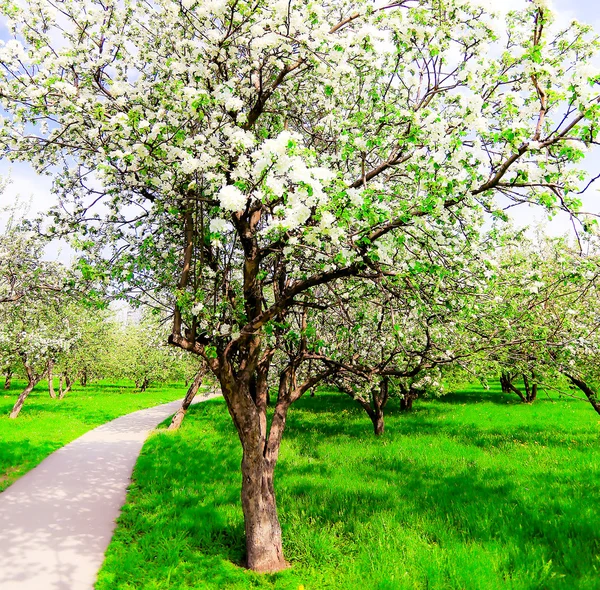 Vårblommande äppelträd i klargrön orchad — Stockfoto