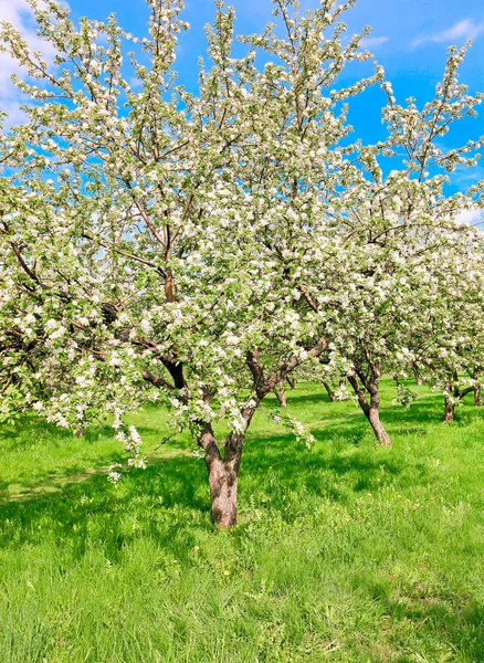 Jasne kwitnących jabłoni i błękitne niebo w parku — Zdjęcie stockowe