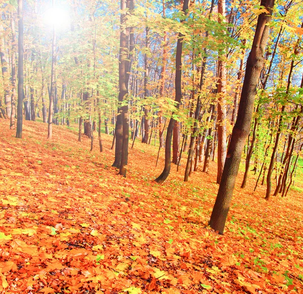 Krásné barevné podzimní park v slunečný den — Stock fotografie