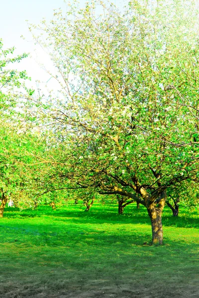 リンゴの木の咲く庭 — ストック写真