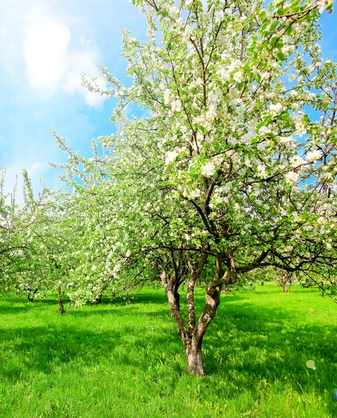 Blühende Apfelbäume und blauer Himmel im Frühlingspark — Stockfoto