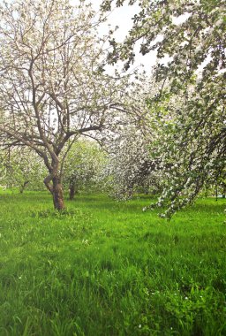 güzel Şafak sökerken mavi gökyüzünde parlak renkli canlı Bahar park yeşil çim tam üzerinde dekoratif beyaz elma ve meyve ağaçlarının Çiçeklenme erken ışık ile ilk güneş ışınları, doğanın kalbinde peri
