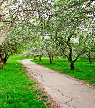 güzel Şafak sökerken mavi gökyüzünde parlak renkli canlı Bahar park yeşil çim tam üzerinde dekoratif beyaz elma ve meyve ağaçlarının Çiçeklenme erken ışık ile ilk güneş ışınları, doğanın kalbinde peri