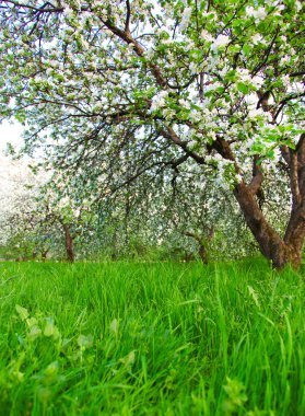 güzel Şafak sökerken mavi gökyüzünde parlak renkli canlı Bahar park yeşil çim tam üzerinde dekoratif beyaz elma ve meyve ağaçlarının Çiçeklenme erken ışık ile ilk güneş ışınları, doğanın kalbinde peri