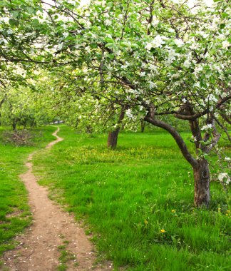 güzel Şafak sökerken mavi gökyüzünde parlak renkli canlı Bahar park yeşil çim tam üzerinde dekoratif beyaz elma ve meyve ağaçlarının Çiçeklenme erken ışık ile ilk güneş ışınları, doğanın kalbinde peri