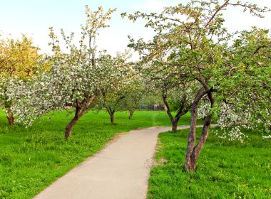 güzel Şafak sökerken mavi gökyüzünde parlak renkli canlı Bahar park yeşil çim tam üzerinde dekoratif beyaz elma ve meyve ağaçlarının Çiçeklenme erken ışık ile ilk güneş ışınları, doğanın kalbinde peri