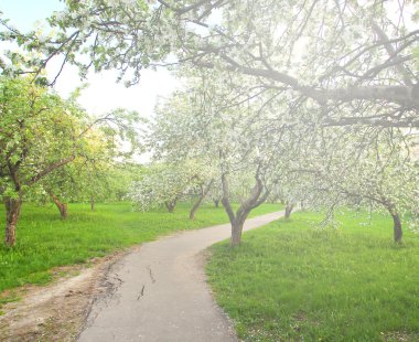 güzel Şafak sökerken mavi gökyüzünde parlak renkli canlı Bahar park yeşil çim tam üzerinde dekoratif beyaz elma ve meyve ağaçlarının Çiçeklenme erken ışık ile ilk güneş ışınları, doğanın kalbinde peri