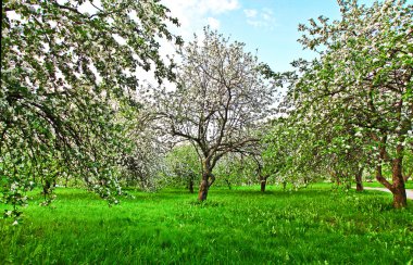 güzel Şafak sökerken mavi gökyüzünde parlak renkli canlı Bahar park yeşil çim tam üzerinde dekoratif beyaz elma ve meyve ağaçlarının Çiçeklenme erken ışık ile ilk güneş ışınları, doğanın kalbinde peri