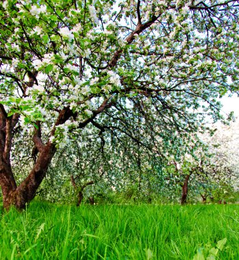 güzel Şafak sökerken mavi gökyüzünde parlak renkli canlı Bahar park yeşil çim tam üzerinde dekoratif beyaz elma ve meyve ağaçlarının Çiçeklenme erken ışık ile ilk güneş ışınları, doğanın kalbinde peri