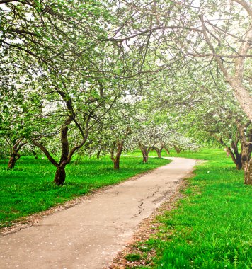 güzel Şafak sökerken mavi gökyüzünde parlak renkli canlı Bahar park yeşil çim tam üzerinde dekoratif beyaz elma ve meyve ağaçlarının Çiçeklenme erken ışık ile ilk güneş ışınları, doğanın kalbinde peri