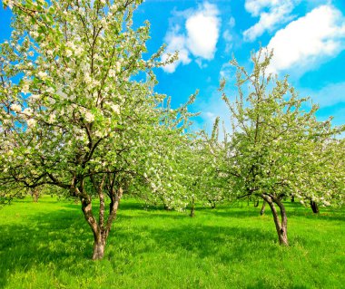 güzel Şafak sökerken mavi gökyüzünde parlak renkli canlı Bahar park yeşil çim tam üzerinde dekoratif beyaz elma ve meyve ağaçlarının Çiçeklenme erken ışık ile ilk güneş ışınları, doğanın kalbinde peri