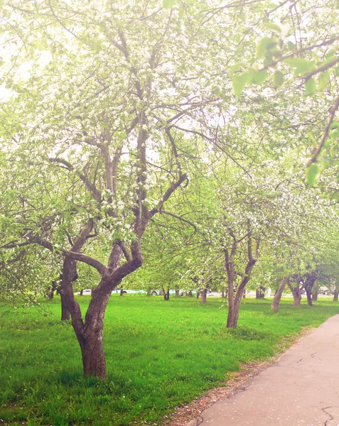 Όμορφη άνθιση του διακοσμητικά λευκό μήλο και οπωροφόρα δέντρα πάνω από φωτεινό μπλε ουρανό στο πολύχρωμο και ζωντανό άνοιξη πάρκο γεμάτο πράσινο γρασίδι από νωρίς φως dawn με τις πρώτες ακτίνες του ήλιου, νεράιδα καρδιά της φύσης — Φωτογραφία Αρχείου