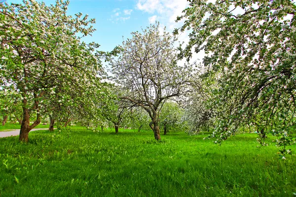 Belle floraison de pommiers blancs décoratifs et d'arbres fruitiers sur un ciel bleu vif dans un parc printanier coloré plein d'herbe verte à l'aube tôt dans la lumière avec les premiers rayons du soleil, cœur de fée de la nature — Photo