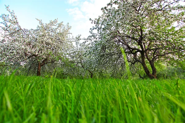 Szép virágzó dekoratív, fehér apple és gyümölcsfák színes élénk tavaszi park tele van zöld fű-ragyogó kék ég alatt a dawn korai fény a nap első sugarai, tündér a természet szívében — Stock Fotó