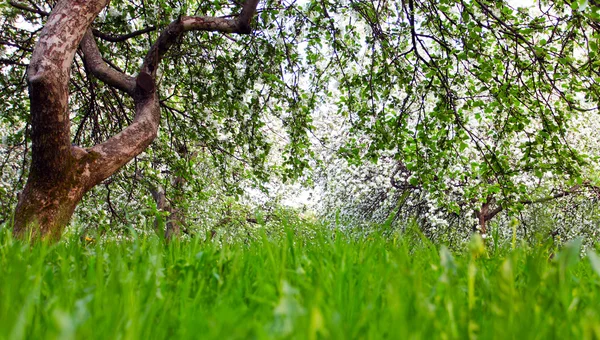 Mooie bloeiende van decoratieve witte appel en fruitbomen over heldere blauwe hemel in kleurrijke levendige voorjaar park vol met groen gras door vroege licht van de dageraad met eerste stralen van de zon, fairy hart van de natuur — Stockfoto
