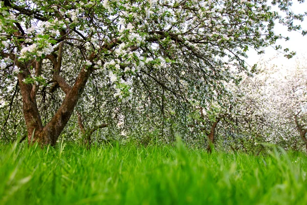 Schöne Blüte der dekorativen weißen Apfel- und Obstbäume über dem strahlend blauen Himmel in einem bunten, lebendigen Frühlingspark voller grünem Gras bei Sonnenaufgang frühes Licht mit den ersten Sonnenstrahlen, Feenherz der Natur — Stockfoto