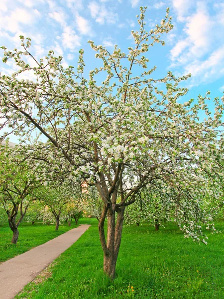 Piękny kwitnący dekoracyjne białe jabłko i owoce drzew nad błękitnym niebem w kolorowe, żywe wiosna parku zielona trawa przez świt początku światła pierwsze promienie słońca, bajki serca natury — Zdjęcie stockowe