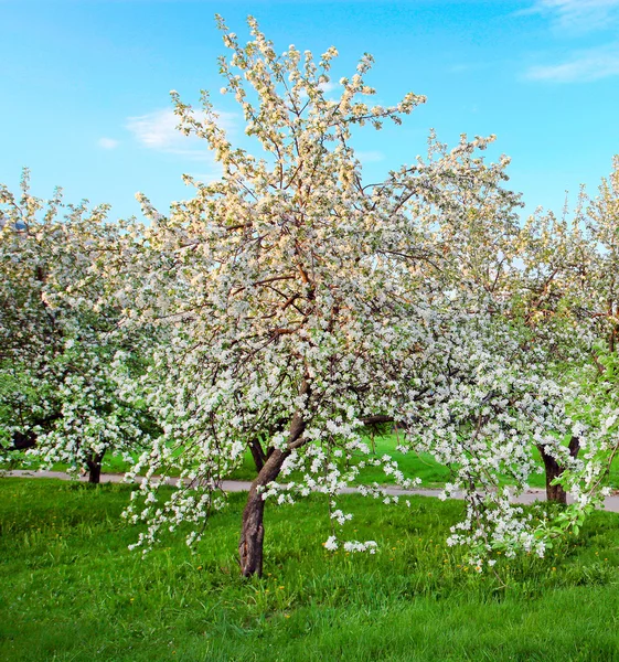 Szép virágzó dekoratív, fehér apple és gyümölcsfák színes élénk tavaszi park tele van zöld fű-ragyogó kék ég alatt a dawn korai fény a nap első sugarai, tündér a természet szívében — Stock Fotó