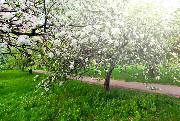 Szép virágzó dekoratív, fehér apple és gyümölcsfák színes élénk tavaszi park tele van zöld fű-ragyogó kék ég alatt a dawn korai fény a nap első sugarai, tündér a természet szívében — Stock Fotó