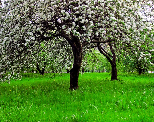 夜明けによって明るい青空彩り鮮やかな春の公園の緑の草の完全で装飾的な白リンゴとフルーツの木の咲く美しい初期最初太陽光線、自然の妖精心 — ストック写真