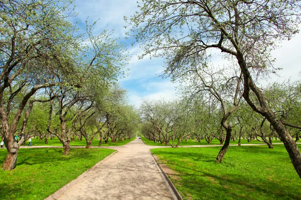 Szép virágzó dekoratív, fehér apple és gyümölcsfák színes élénk tavaszi park tele van zöld fű-ragyogó kék ég alatt a dawn korai fény a nap első sugarai, tündér a természet szívében — Stock Fotó