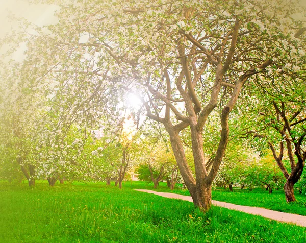 Schöne Blüte der dekorativen weißen Apfel- und Obstbäume über dem strahlend blauen Himmel in einem bunten, lebendigen Frühlingspark voller grünem Gras bei Sonnenaufgang frühes Licht mit den ersten Sonnenstrahlen, Feenherz der Natur — Stockfoto