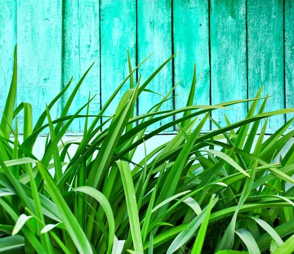 Erba verde su sfondo di legno — Foto Stock