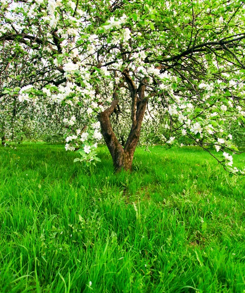 Güzel Şafak sökerken mavi gökyüzünde parlak renkli canlı Bahar park yeşil çim tam üzerinde dekoratif beyaz elma ve meyve ağaçlarının Çiçeklenme erken ışık ile ilk güneş ışınları, doğanın kalbinde peri — Stok fotoğraf