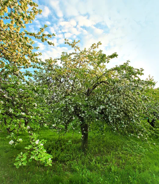 Bella fioritura di decorativi meli bianchi e alberi da frutto sopra il cielo blu brillante nel colorato vivido parco primaverile pieno di erba verde entro l'alba luce precoce con i primi raggi del sole, cuore fatato della natura — Foto Stock