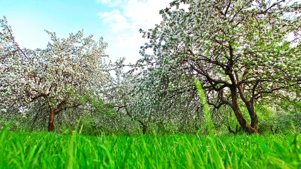 Vackra blommande dekorativa vita apple och frukt träd över ljusa blå himmel i färgglada levande våren park full av grönt gräs av gryningen tidig ljus med första solstrålarna, fairy hjärtat av naturen — Stockfoto