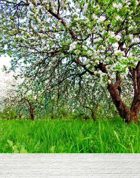 Krásné kvetoucí dekorativní bílé apple a ovocné stromy na jasně modré obloze v barevné živé jaro park plný zelené trávy svítání v šeru s první sluneční paprsky, víla srdce přírody — Stock fotografie