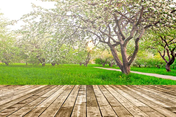 Szép virágzó dekoratív, fehér apple és gyümölcsfák színes élénk tavaszi park tele van zöld fű-ragyogó kék ég alatt a dawn korai fény a nap első sugarai, tündér a természet szívében — Stock Fotó