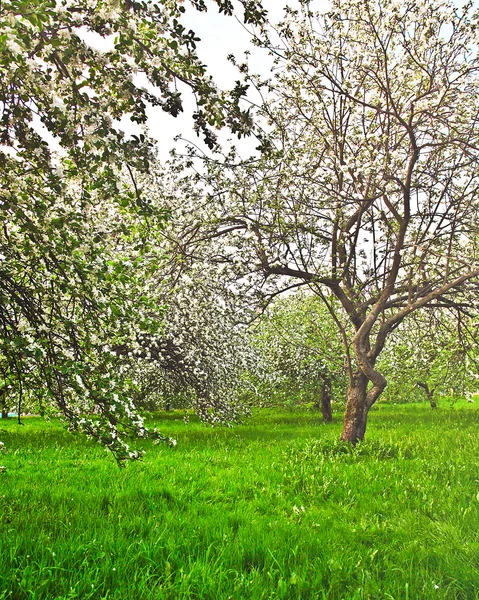 Vackra blommande dekorativa vita apple och frukt träd över ljusa blå himmel i färgglada levande våren park full av grönt gräs av gryningen tidig ljus med första solstrålarna, fairy hjärtat av naturen — Stockfoto