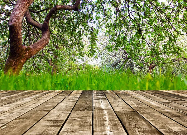 Beautiful blooming of decorative white apple and fruit trees over bright blue sky in colorful vivid spring park full of green grass by dawn early light with first sun rays, fairy heart of nature — Stock Photo, Image