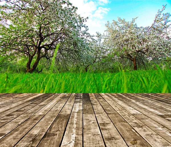 Beautiful blooming of decorative white apple and fruit trees over bright blue sky in colorful vivid spring park full of green grass by dawn early light with first sun rays, fairy heart of nature — Stock Photo, Image